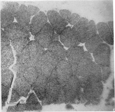 https://cdn.ncbi.nlm.nih.gov/pmc/blobs/859d/1359283/901dffa7a3d5/jphysiol01231-0067-b.jpg