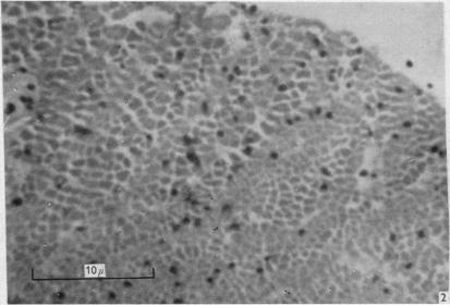 https://cdn.ncbi.nlm.nih.gov/pmc/blobs/859d/1359283/b0164cb669d1/jphysiol01231-0068-b.jpg