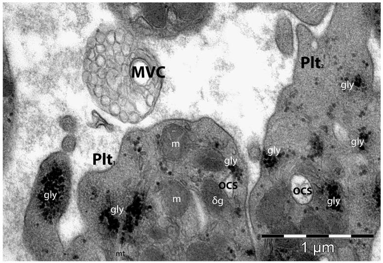 https://cdn.ncbi.nlm.nih.gov/pmc/blobs/85a2/10817627/092d514d7557/life-14-00040-g004.jpg