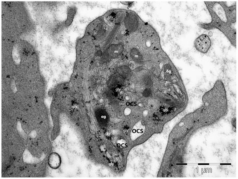https://cdn.ncbi.nlm.nih.gov/pmc/blobs/85a2/10817627/21ee79a73117/life-14-00040-g003.jpg