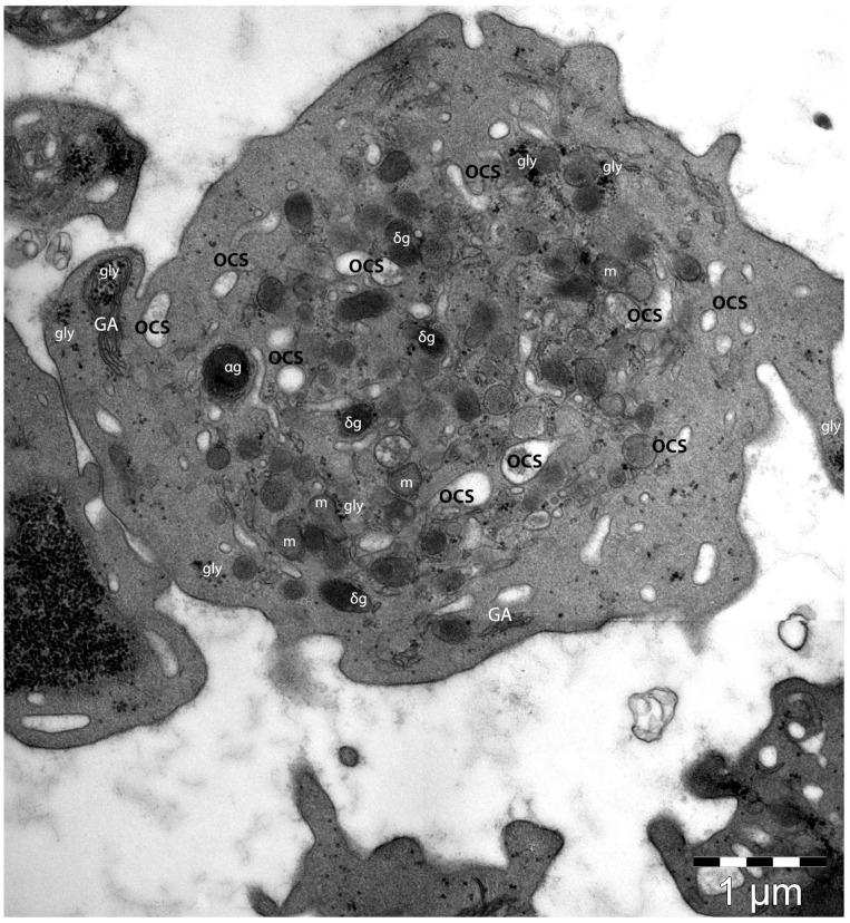 https://cdn.ncbi.nlm.nih.gov/pmc/blobs/85a2/10817627/8c1c69289bd5/life-14-00040-g002.jpg