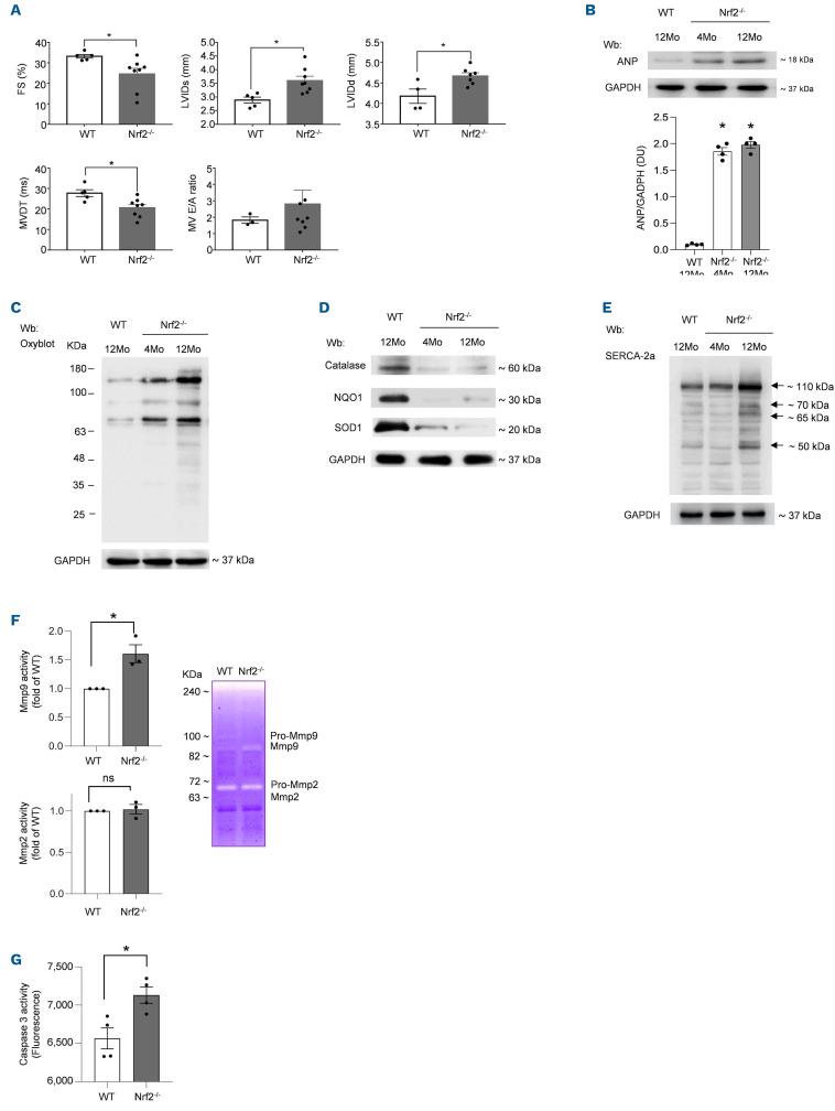 https://cdn.ncbi.nlm.nih.gov/pmc/blobs/85a3/10153524/c067116ec97e/1081335.fig1.jpg