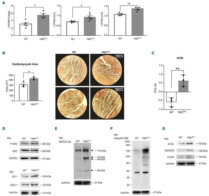 https://cdn.ncbi.nlm.nih.gov/pmc/blobs/85a3/10153524/e1c9b0164bd7/1081335.fig5.jpg
