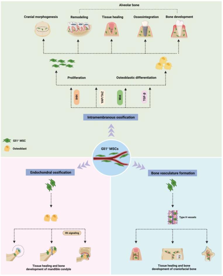https://cdn.ncbi.nlm.nih.gov/pmc/blobs/85a7/10526808/535021c22888/biomolecules-13-01351-g001.jpg