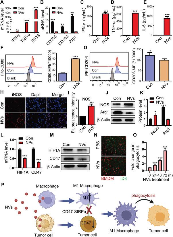 https://cdn.ncbi.nlm.nih.gov/pmc/blobs/85a7/12005807/0de9676e463c/ADVS-12-2412881-g008.jpg