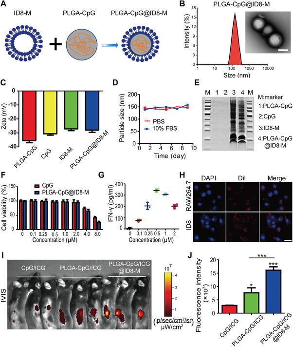 https://cdn.ncbi.nlm.nih.gov/pmc/blobs/85a7/12005807/5ac94382156d/ADVS-12-2412881-g006.jpg