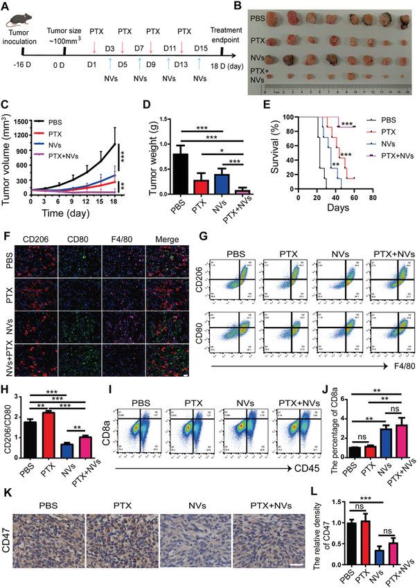 https://cdn.ncbi.nlm.nih.gov/pmc/blobs/85a7/12005807/c52cd21c203b/ADVS-12-2412881-g004.jpg