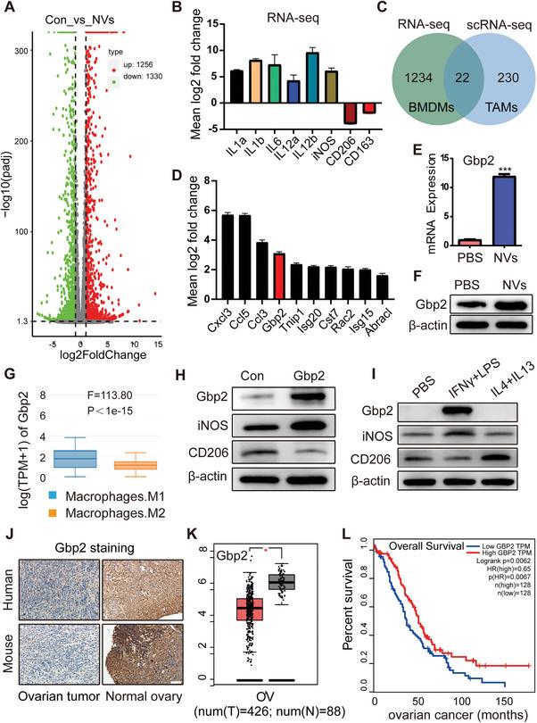 https://cdn.ncbi.nlm.nih.gov/pmc/blobs/85a7/12005807/ee60a9236ae1/ADVS-12-2412881-g003.jpg