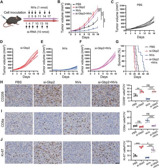 https://cdn.ncbi.nlm.nih.gov/pmc/blobs/85a7/12005807/fc2ea64a985e/ADVS-12-2412881-g002.jpg