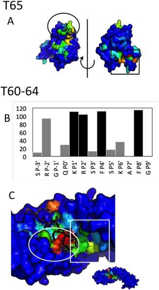 https://cdn.ncbi.nlm.nih.gov/pmc/blobs/85a7/6618814/1fc119f1daed/PROT-85-445-g006.jpg