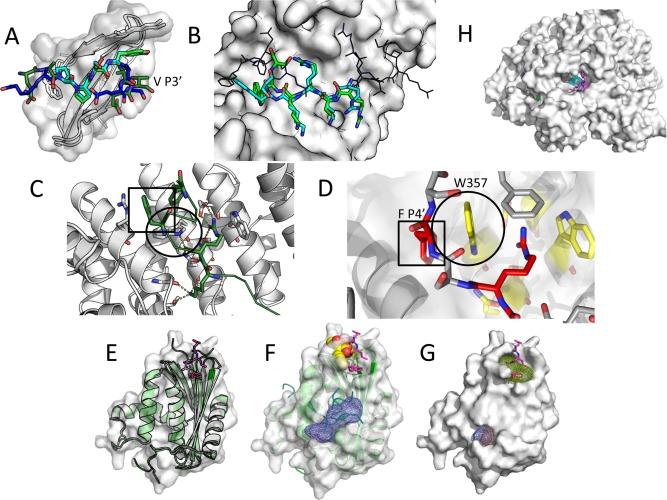 https://cdn.ncbi.nlm.nih.gov/pmc/blobs/85a7/6618814/73770eeee910/PROT-85-445-g001.jpg
