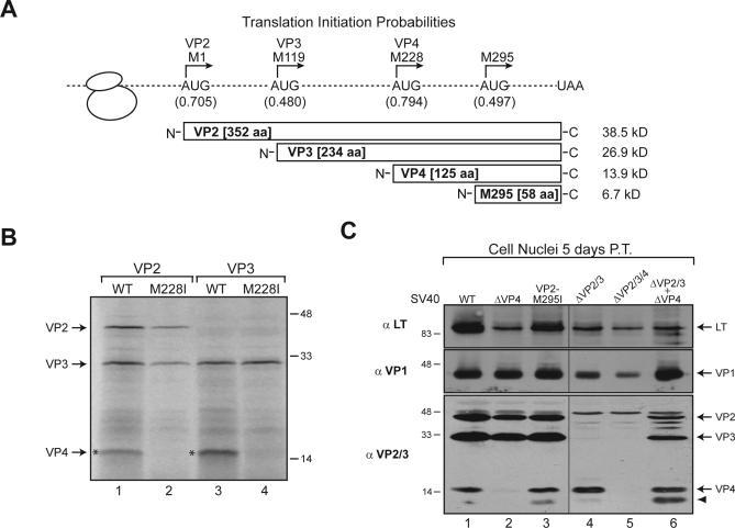 https://cdn.ncbi.nlm.nih.gov/pmc/blobs/85a9/1933448/23038c66a565/ppat.0030098.g001.jpg