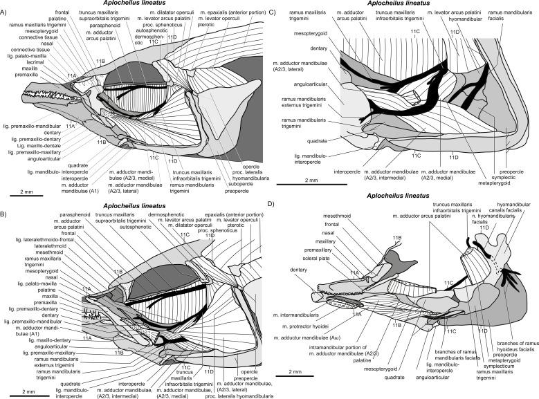 https://cdn.ncbi.nlm.nih.gov/pmc/blobs/85af/4349155/6ff2b0c30667/peerj-03-769-g010.jpg