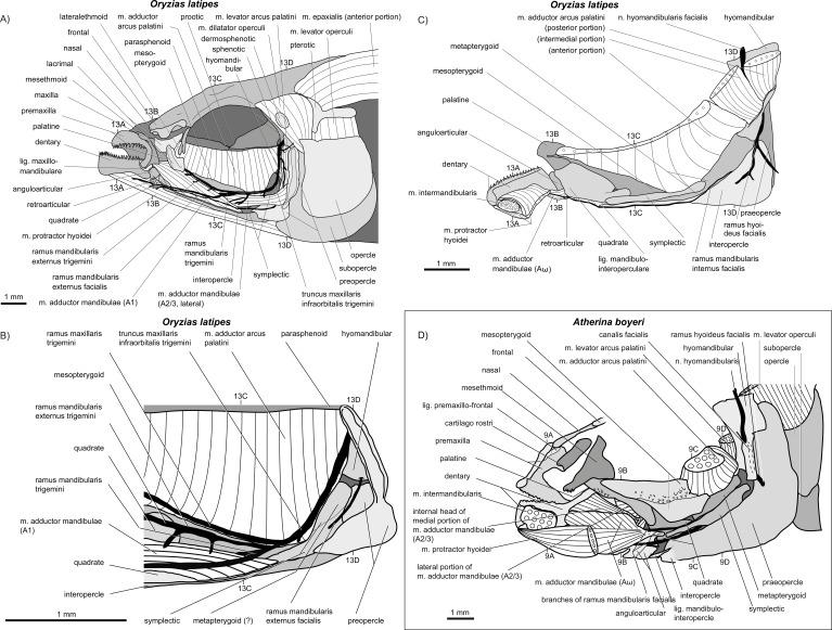 https://cdn.ncbi.nlm.nih.gov/pmc/blobs/85af/4349155/d35d576e0c03/peerj-03-769-g012.jpg