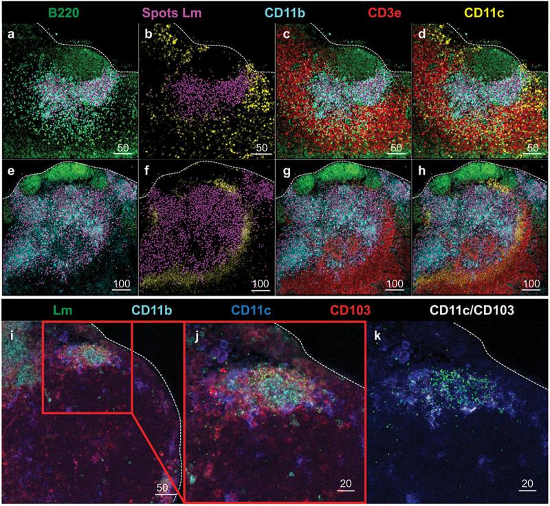 https://cdn.ncbi.nlm.nih.gov/pmc/blobs/85af/7518468/29a355fa6b17/fimmu-11-575967-g003.jpg