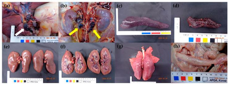 https://cdn.ncbi.nlm.nih.gov/pmc/blobs/85b1/10534632/f9ca57cf82fc/pathogens-12-01158-g003.jpg