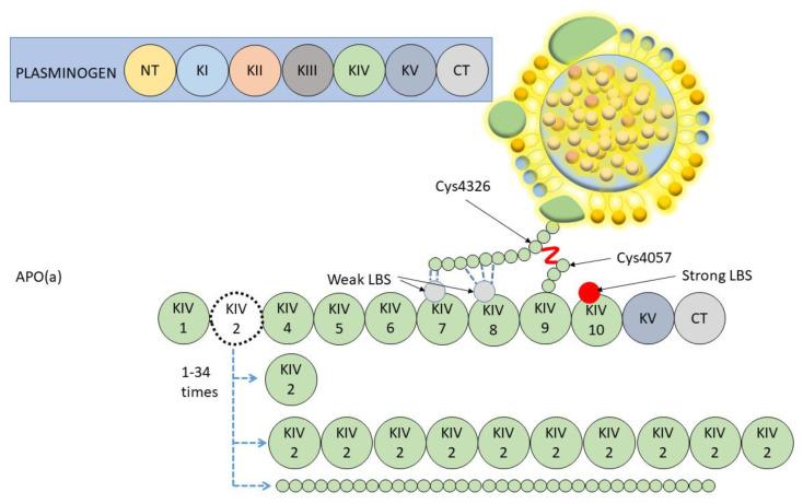 https://cdn.ncbi.nlm.nih.gov/pmc/blobs/85b4/9820656/2b649ecd1acb/ijms-24-00170-g001.jpg