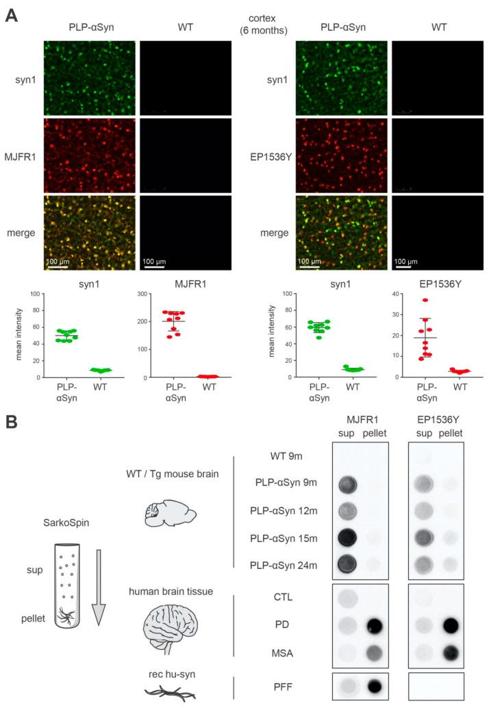 https://cdn.ncbi.nlm.nih.gov/pmc/blobs/85b5/7693764/73c936722fbb/cells-09-02371-g001.jpg
