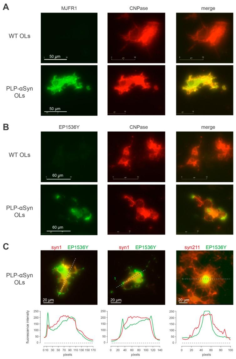 https://cdn.ncbi.nlm.nih.gov/pmc/blobs/85b5/7693764/a38d57598fd6/cells-09-02371-g005.jpg