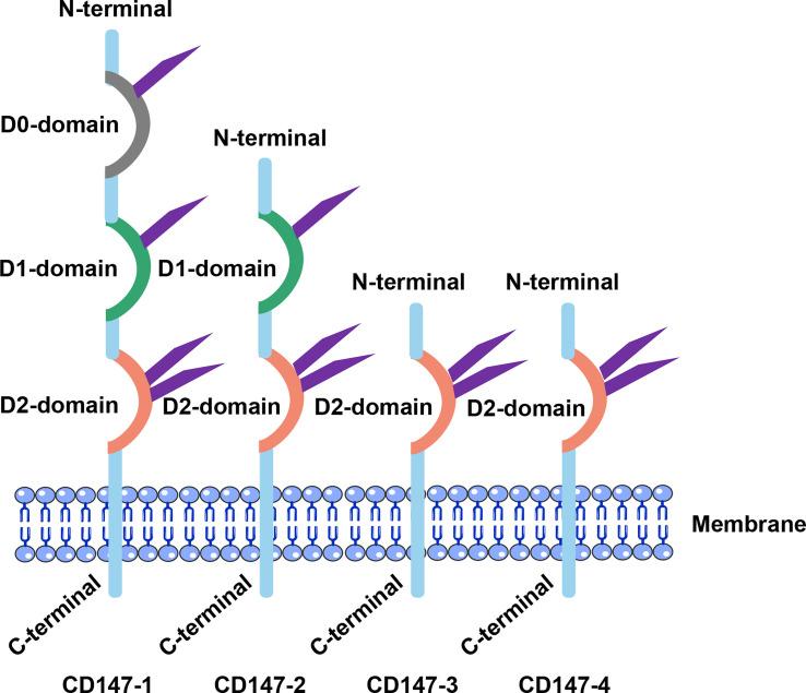 https://cdn.ncbi.nlm.nih.gov/pmc/blobs/85be/10115957/150451297e2d/fimmu-14-1149931-g001.jpg