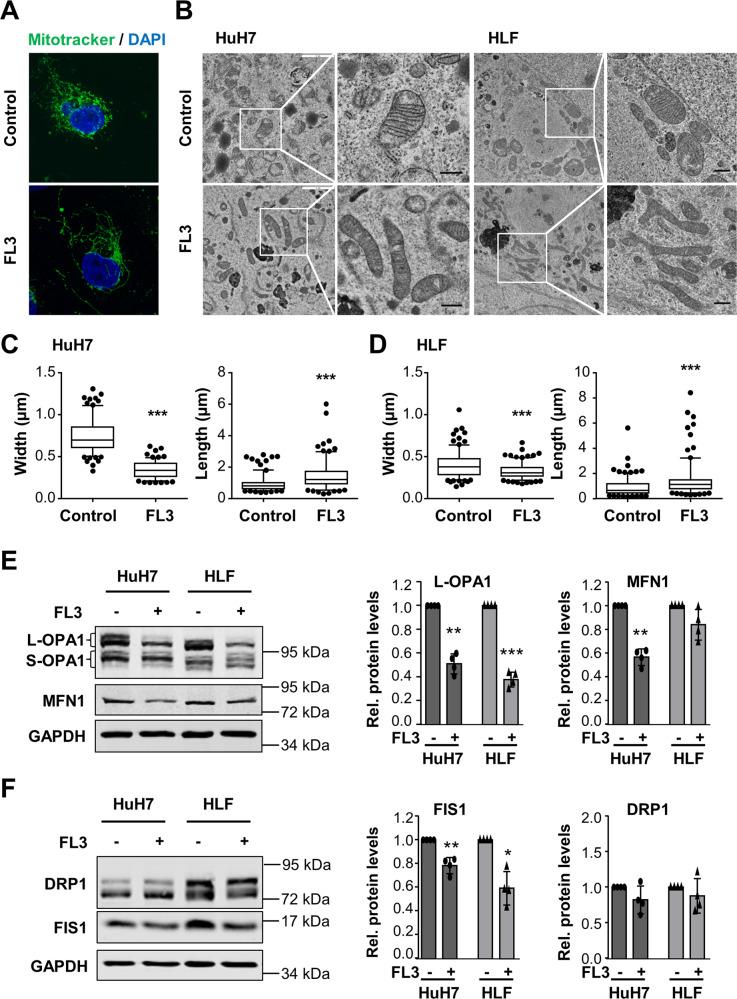https://cdn.ncbi.nlm.nih.gov/pmc/blobs/85c0/7705682/0ee3965ac819/41419_2020_3220_Fig5_HTML.jpg