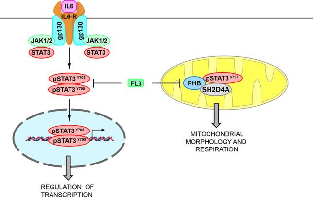 https://cdn.ncbi.nlm.nih.gov/pmc/blobs/85c0/7705682/33b5ba23134f/41419_2020_3220_Fig8_HTML.jpg