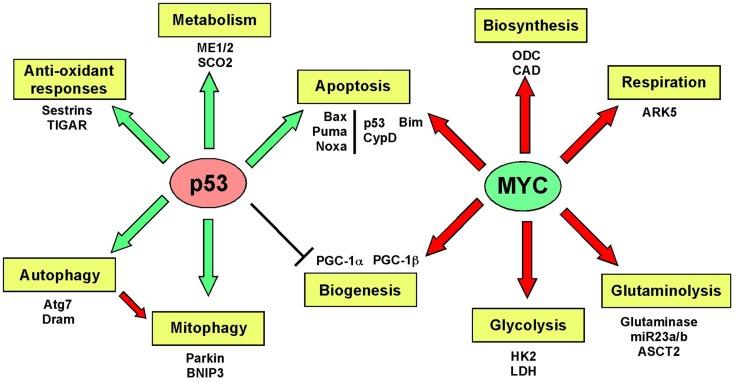 https://cdn.ncbi.nlm.nih.gov/pmc/blobs/85c3/3844930/9e6d9a3ce3a6/fonc-03-00292-g008.jpg