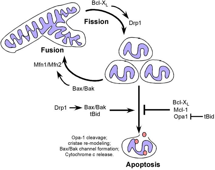 https://cdn.ncbi.nlm.nih.gov/pmc/blobs/85c3/3844930/d398d680dc9a/fonc-03-00292-g002.jpg