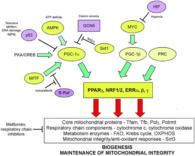 https://cdn.ncbi.nlm.nih.gov/pmc/blobs/85c3/3844930/dfd7872386a1/fonc-03-00292-g004.jpg