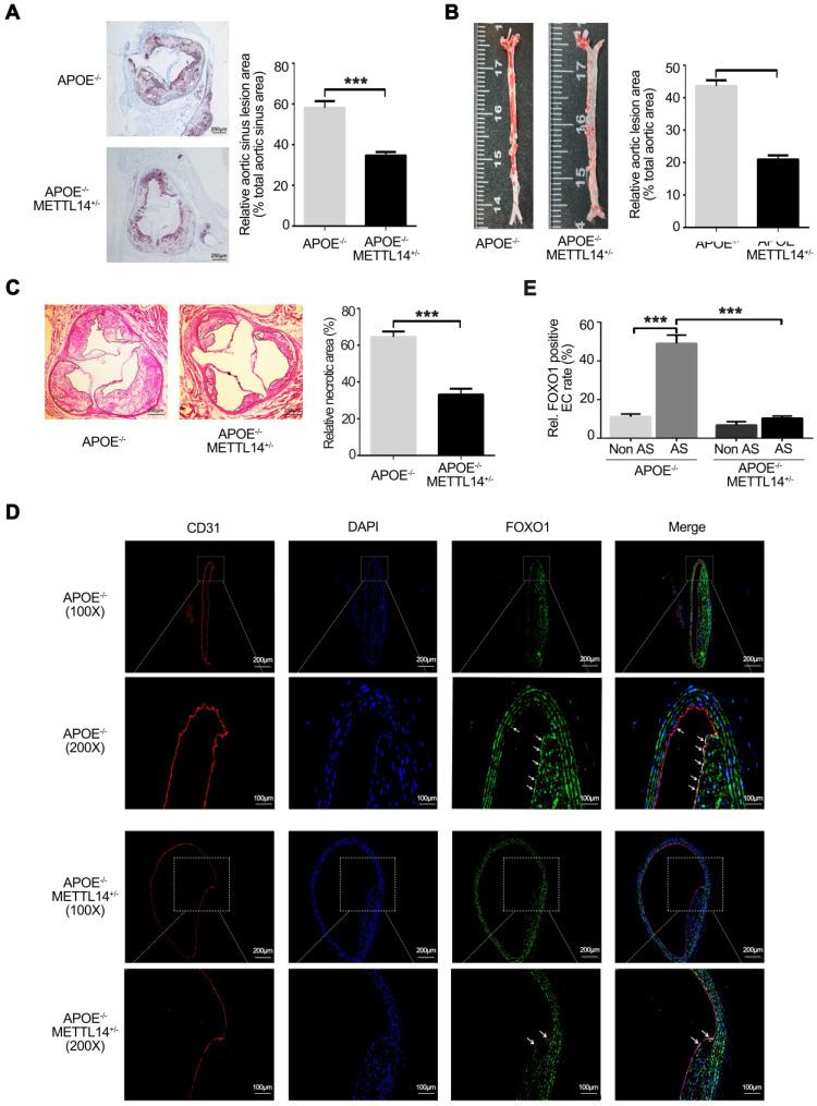https://cdn.ncbi.nlm.nih.gov/pmc/blobs/85c6/7415798/34223cd8552d/thnov10p8939g006.jpg