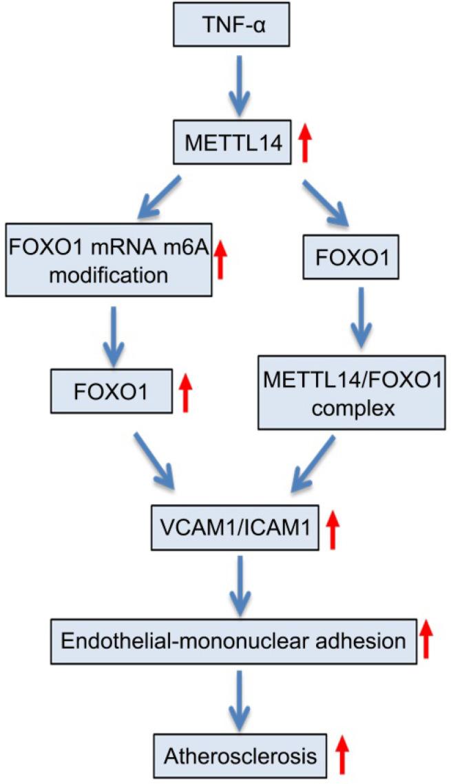 https://cdn.ncbi.nlm.nih.gov/pmc/blobs/85c6/7415798/fb97cd6f98b0/thnov10p8939g007.jpg