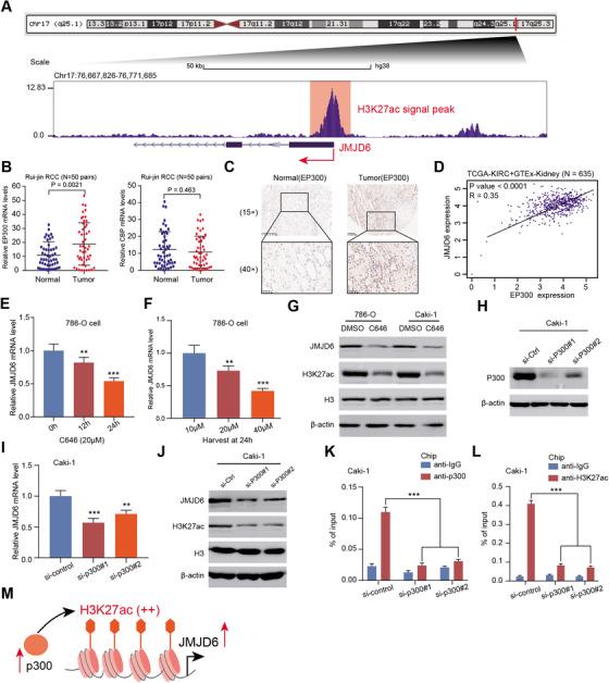 https://cdn.ncbi.nlm.nih.gov/pmc/blobs/85c6/7882098/e6b6125166cb/CTM2-11-e328-g004.jpg