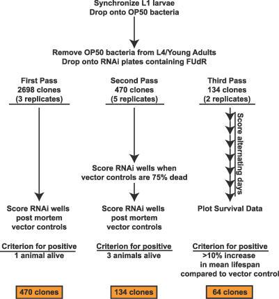 https://cdn.ncbi.nlm.nih.gov/pmc/blobs/85c8/1857723/d8e68598c46d/pgen.0030056.g001.jpg