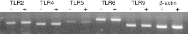 https://cdn.ncbi.nlm.nih.gov/pmc/blobs/85ca/2868869/73aaef0e4941/1710-1492-4-3-95-5.jpg