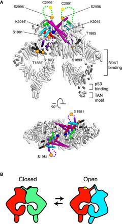 https://cdn.ncbi.nlm.nih.gov/pmc/blobs/85cb/5425235/e204b8cb83aa/1700933-F4.jpg
