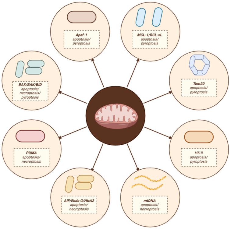 https://cdn.ncbi.nlm.nih.gov/pmc/blobs/85d5/11119937/b9f41ecdc5b4/cells-13-00863-g004.jpg
