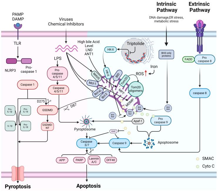 https://cdn.ncbi.nlm.nih.gov/pmc/blobs/85d5/11119937/ba76f179d88f/cells-13-00863-g002.jpg