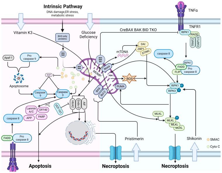 https://cdn.ncbi.nlm.nih.gov/pmc/blobs/85d5/11119937/da00a28a6039/cells-13-00863-g003.jpg