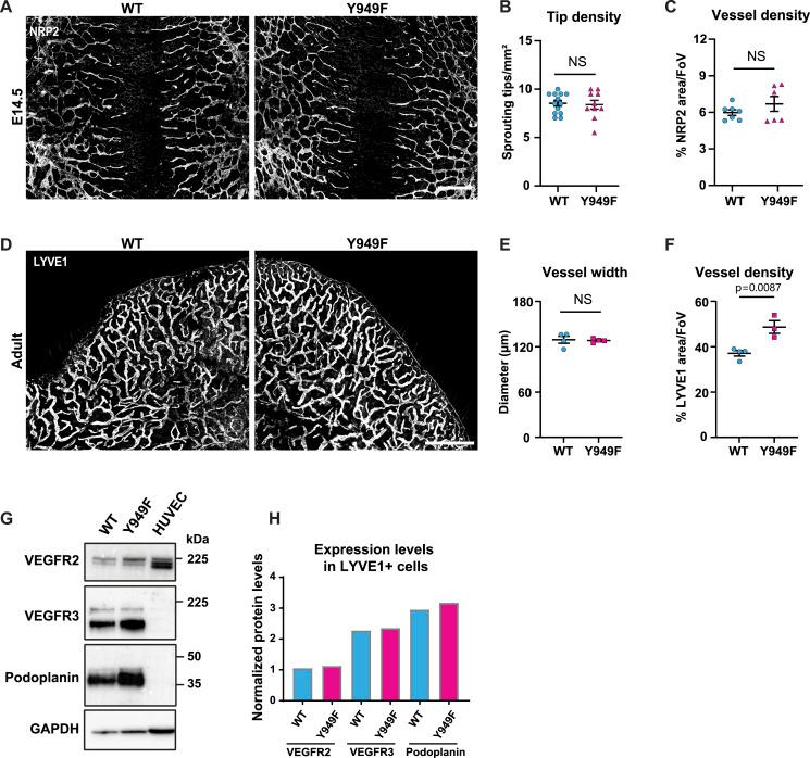 https://cdn.ncbi.nlm.nih.gov/pmc/blobs/85d8/10751244/27fde2e4e092/LSA-2023-02168_Fig1.jpg