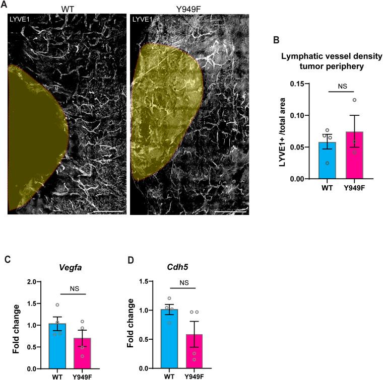 https://cdn.ncbi.nlm.nih.gov/pmc/blobs/85d8/10751244/350214e92ea4/LSA-2023-02168_FigS1.jpg
