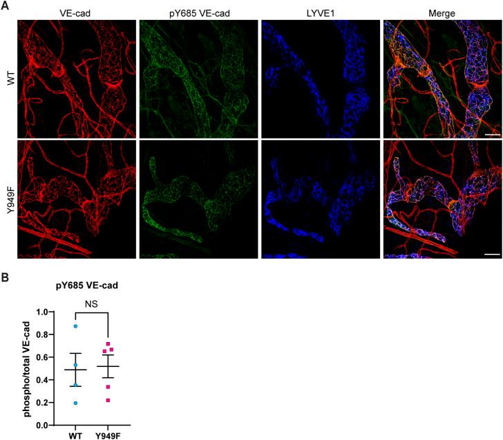 https://cdn.ncbi.nlm.nih.gov/pmc/blobs/85d8/10751244/a037201f1840/LSA-2023-02168_FigS2.jpg
