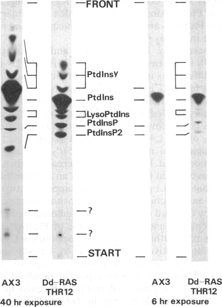 https://cdn.ncbi.nlm.nih.gov/pmc/blobs/85dd/55131/bbb5624f7816/pnas01048-0136-a.jpg