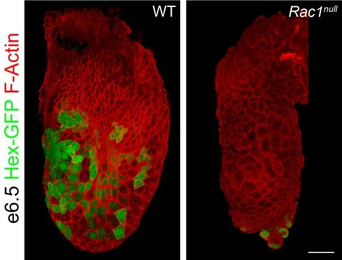 https://cdn.ncbi.nlm.nih.gov/pmc/blobs/85df/2914637/9cbc7d9019e1/pbio.1000442.g002.jpg