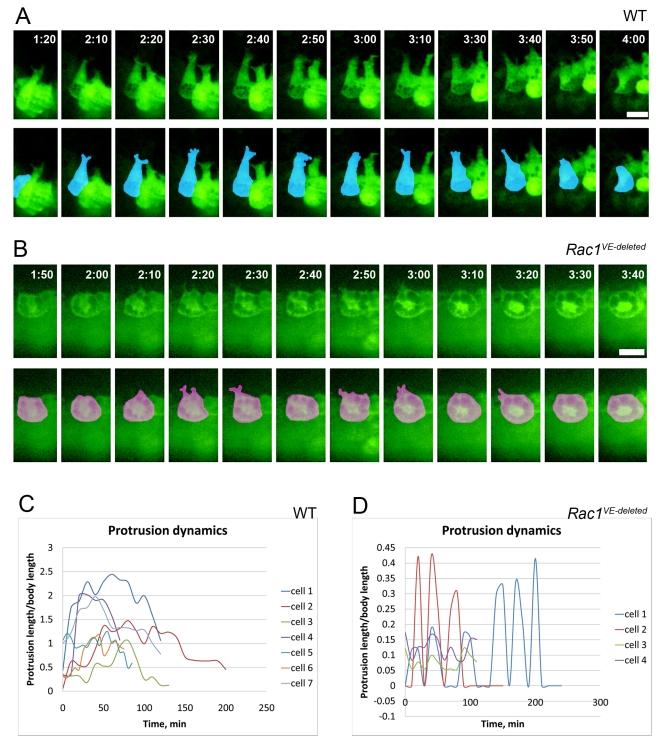 https://cdn.ncbi.nlm.nih.gov/pmc/blobs/85df/2914637/b338a3130f1d/pbio.1000442.g009.jpg