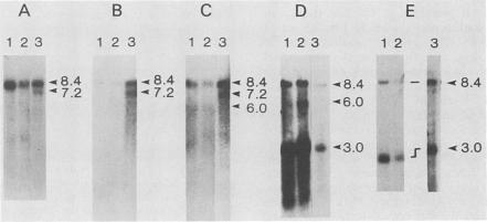 https://cdn.ncbi.nlm.nih.gov/pmc/blobs/85e1/250546/67abbe11f8a8/jvirol00081-0025-a.jpg