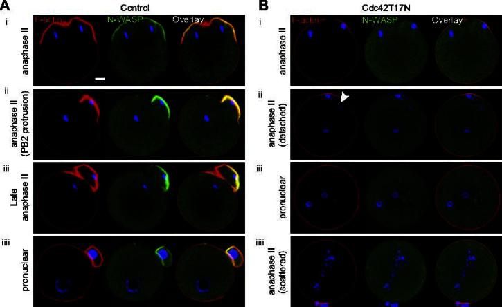 https://cdn.ncbi.nlm.nih.gov/pmc/blobs/85e1/3690527/093effdff8e2/gr5.jpg