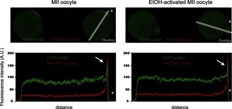 https://cdn.ncbi.nlm.nih.gov/pmc/blobs/85e1/3690527/89589cb049c8/mmc1.jpg