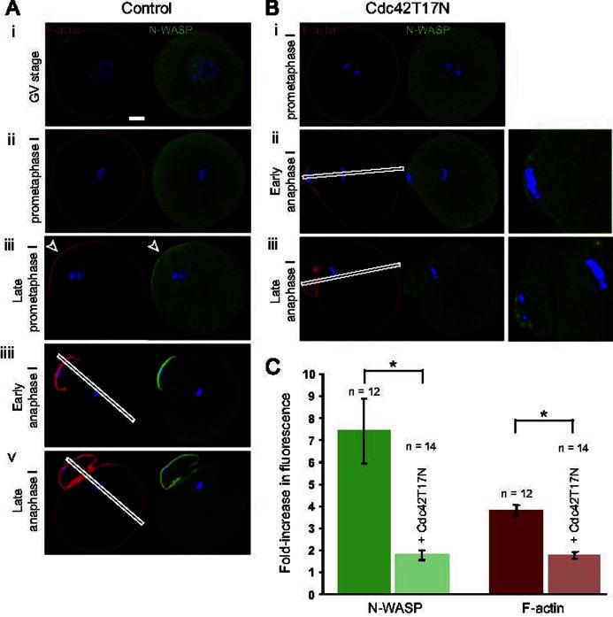 https://cdn.ncbi.nlm.nih.gov/pmc/blobs/85e1/3690527/f999bc2be489/gr4.jpg