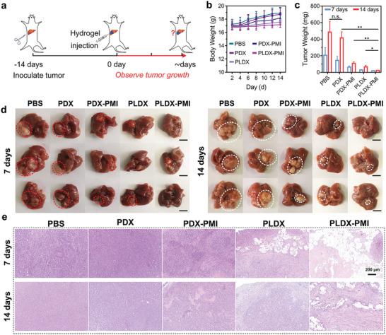 https://cdn.ncbi.nlm.nih.gov/pmc/blobs/85e2/10401096/45235b0f59b3/ADVS-10-2300637-g003.jpg