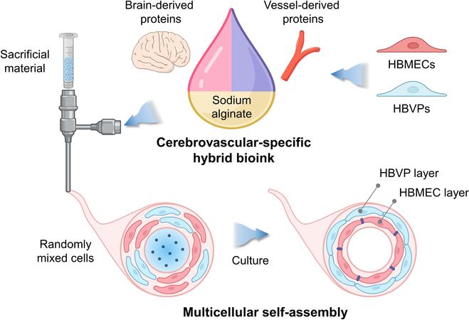 https://cdn.ncbi.nlm.nih.gov/pmc/blobs/85e2/11617618/e41e956fe33d/bmr.0115.fig.001.jpg